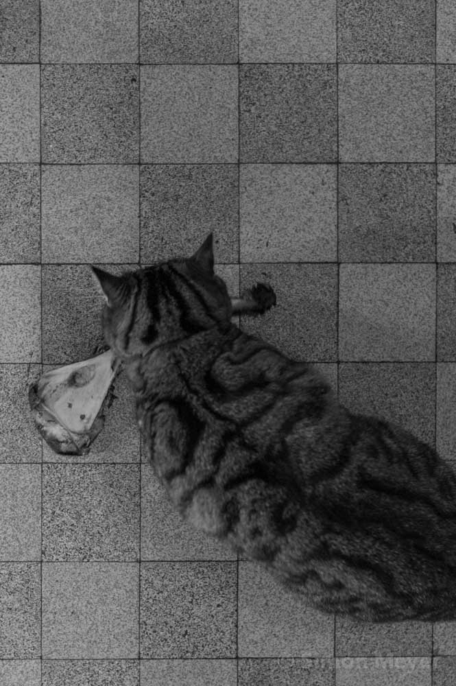 Katze mit Rehschulter