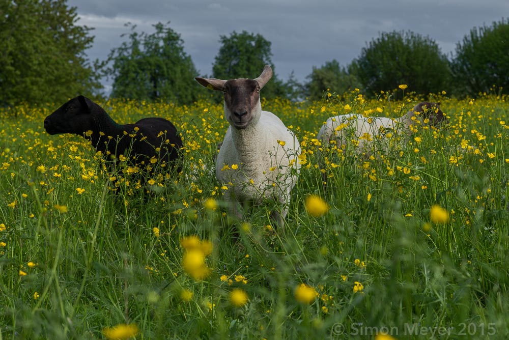 Schafe im Seetal