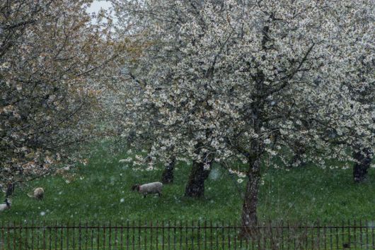 Kirschblüten im Schnee