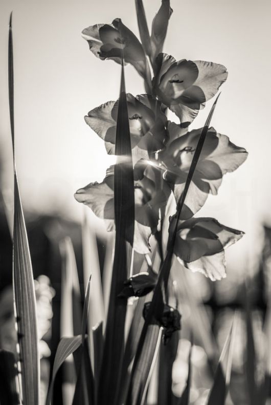 Gladiolus cultivars