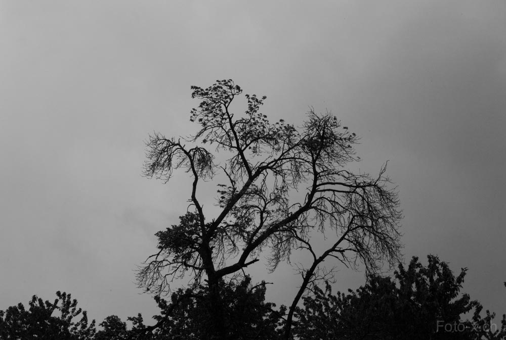 Sauwetter mit Leica M8 fotografiert