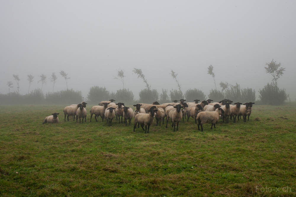 Das Konklave der Schafe