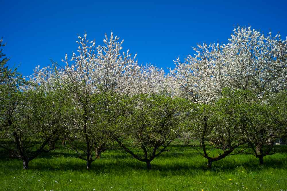 Kirschbäume
