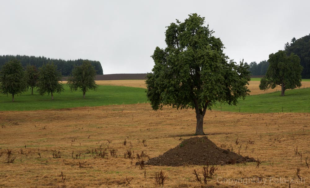 GLYPHOSAT vergiftetete Wiesenfläche bei Römerswil im Seetal