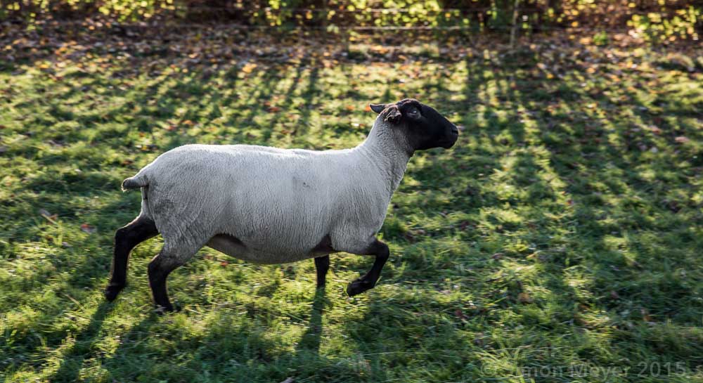 Schafe im Seetal