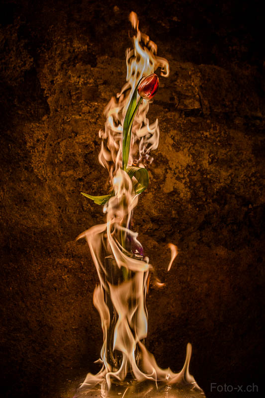 Brennende Tulpe