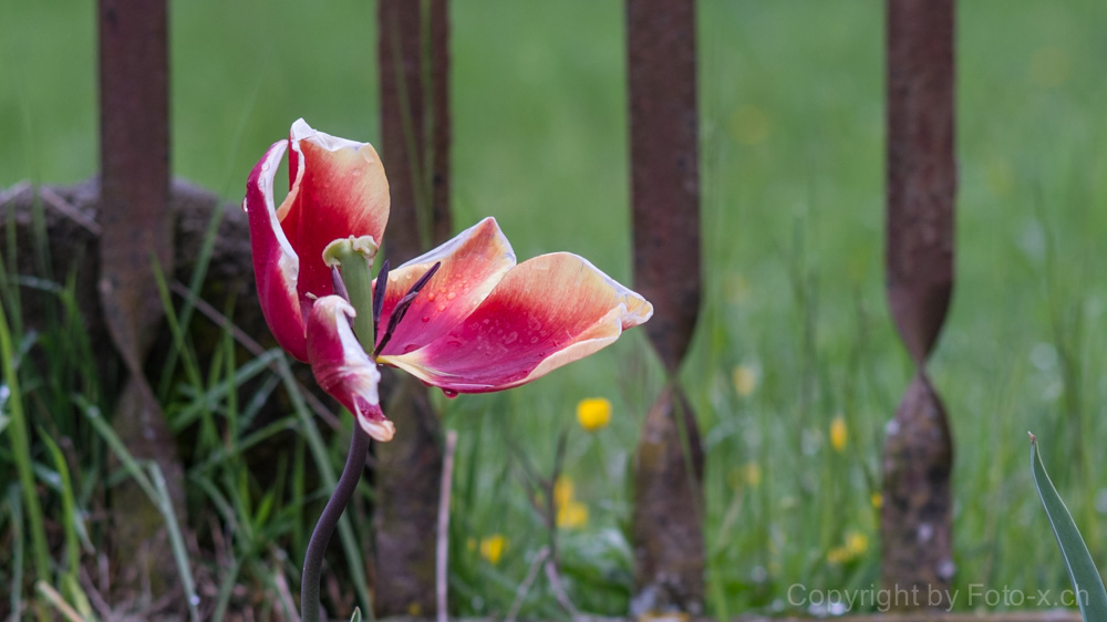 tulipani morti