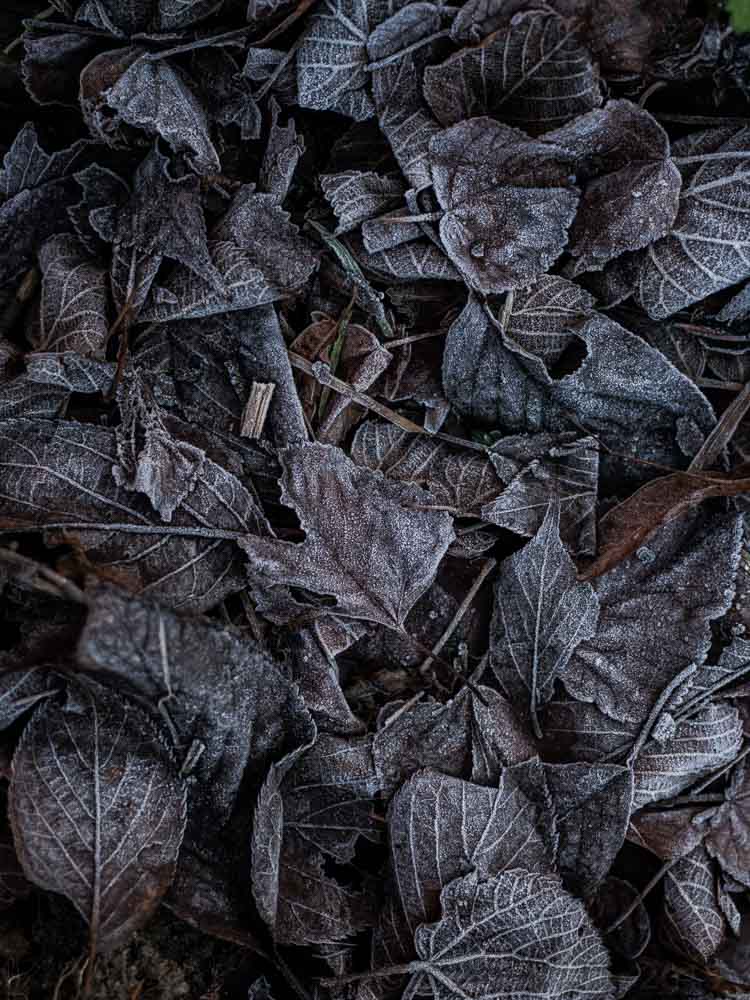 cold leafs