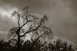 Zwetschgenbaum mit Vogel