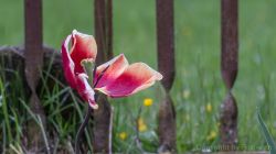 tulipano morti