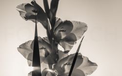 Gladiolus cultivars