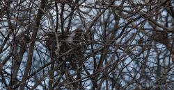 Vogelnest in einem Dornenbusch