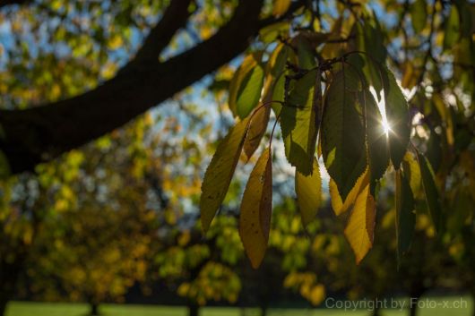 Morgensonne