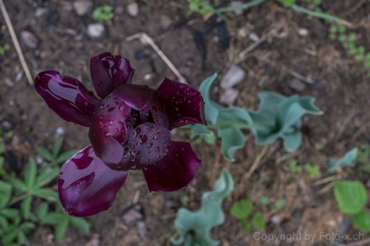 tulipani morti