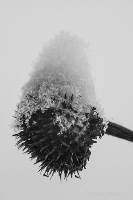 Sonnenblumen
