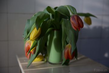 Die Tulpen des Simon Meyer I