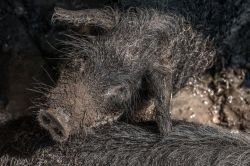 Suhlendes Wollschwein