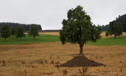 GLYPHOSAT vergiftetete Wiesenfläche bei Römerswil im Seetal