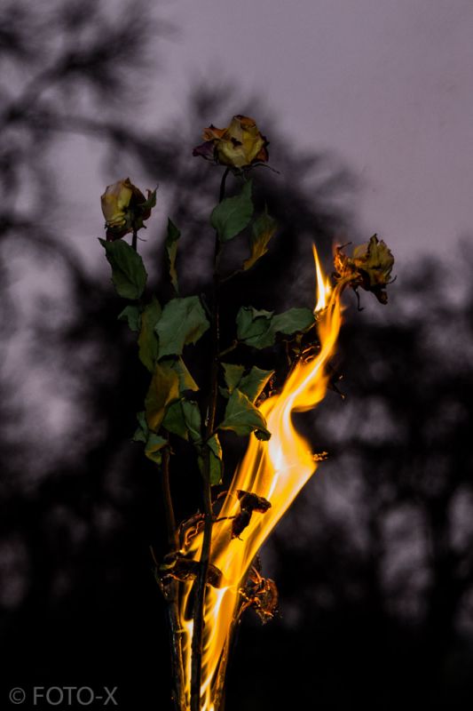 brennende Rose