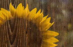 Sonnenblume auf Holz
