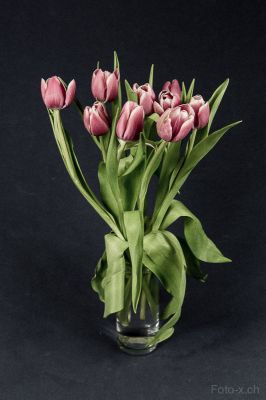 Tulpe in Vase
